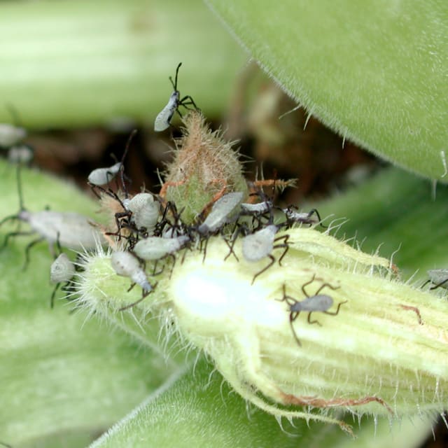 Do Squash Bug Bite?