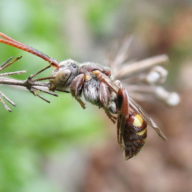 Cuckoo Bee (Nomada)