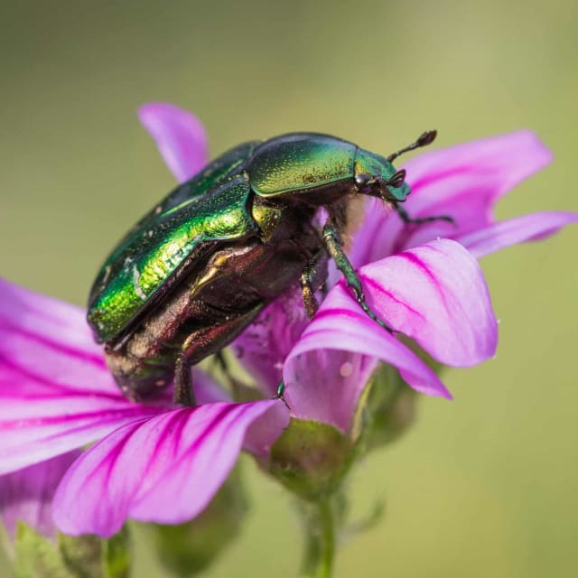 Figeater Beetle (Cotinis mutabilis)