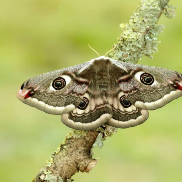 Moth (Lepidoptera)