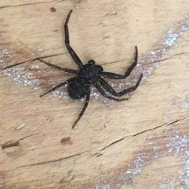 Black Tail Crab Spider (Coriarachne brunneipes)