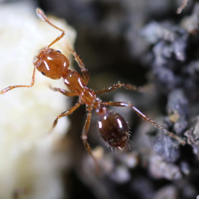 Fire Ant (Solenopsis invicta)