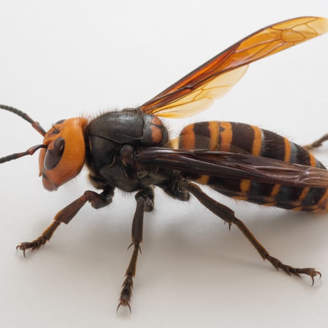 Asian Giant Hornet (mandarinia)