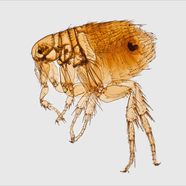 Black Plague Flea (Xenopsylla cheopis)