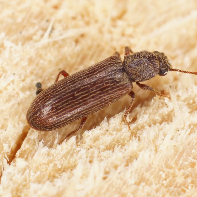 Powderpost Beetles (Lyctus Brunneus)