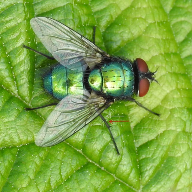 Greenbottle Fly (Lucilia sericata)