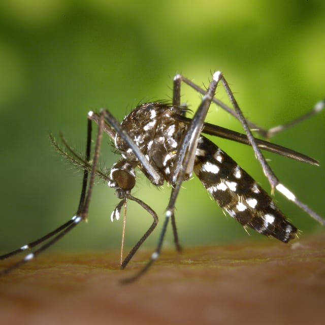 Asian Tiger Mosquito (Aedes albopictus)