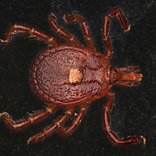 Lone Star Tick (Amblyomma americanum)