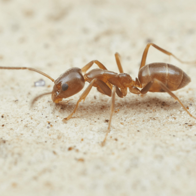 Do Argentine Ant Bite?