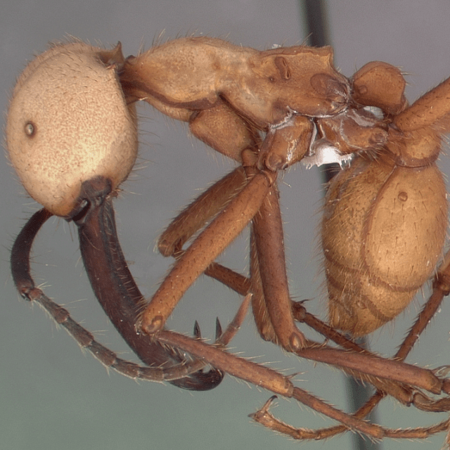 Army Ant (Eciton burchellii)