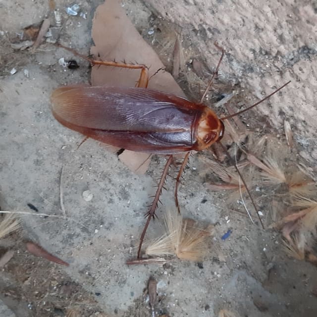 Do American Cockroach Bite?