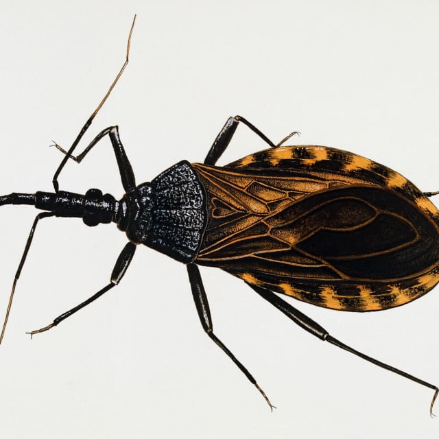 Kissing Bug (Triatoma infestans)