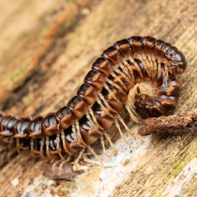 Greenhouse Millipede (Oxidus gracilis)