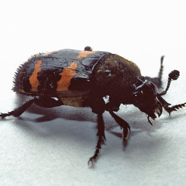 Burying Beetle (Nicrophorus spp.)