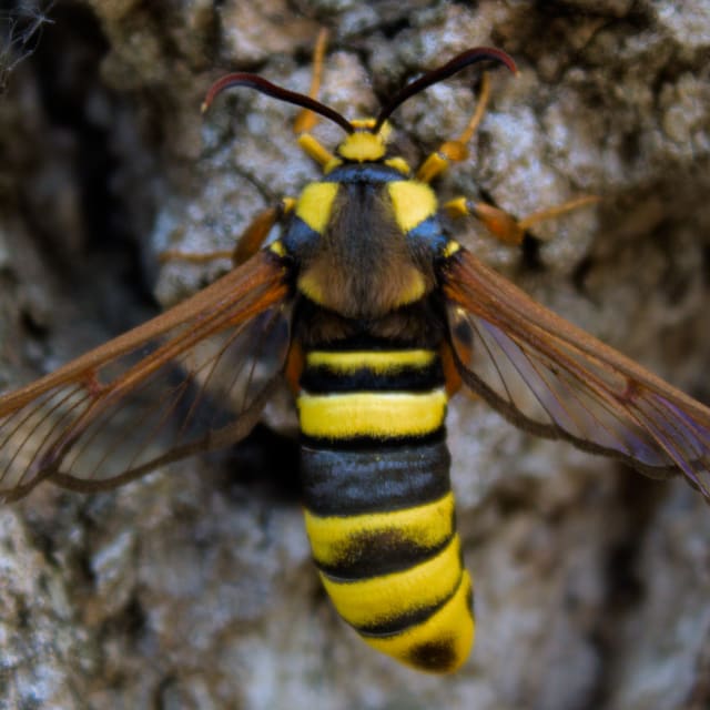 Hornet Moth (Sesia apiformis)