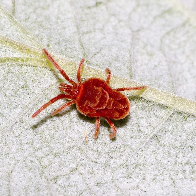 Velvet Mite (Trombidiidae or Thrombidium)