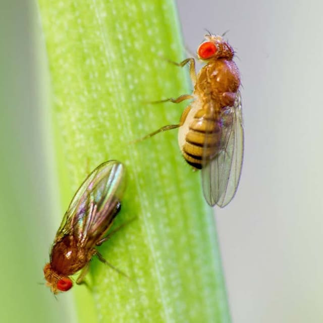 Do Drosophila Fly Bite?