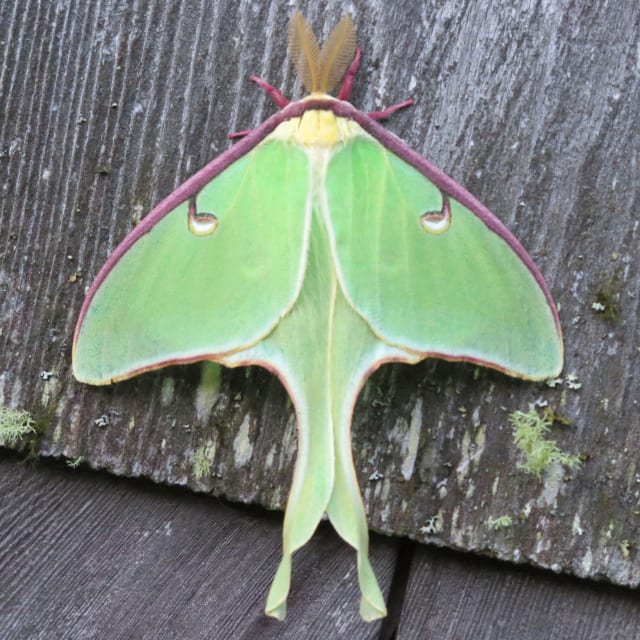 Luna Moth (Actias luna)