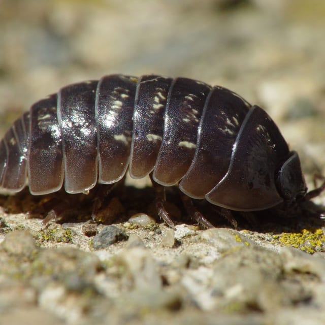 Pill Bug (Armadillidium vulgare)