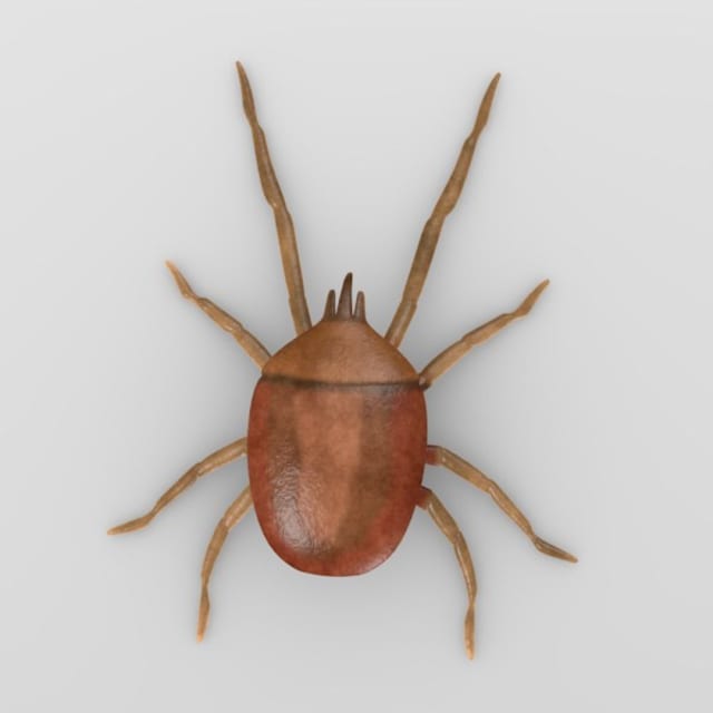 Clover Mite (Bryobia praetiosa)