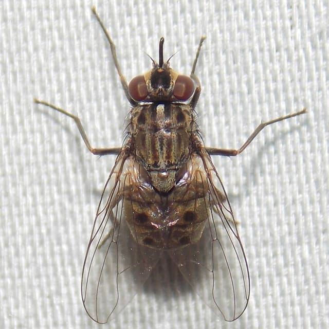 Stable Fly (Stomoxys calcitrans)
