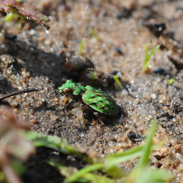 Delta Green Ground Beetle (Elaphrus viridis)