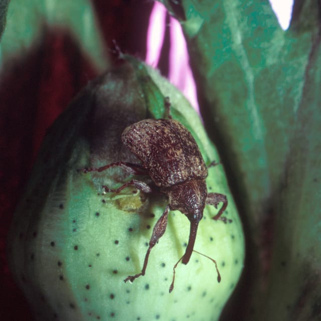 Do Boll Weevil Bite?