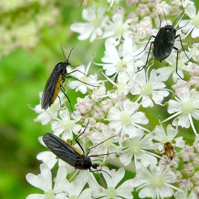 Dark Winged Fungus Gnat (Sciaridae)