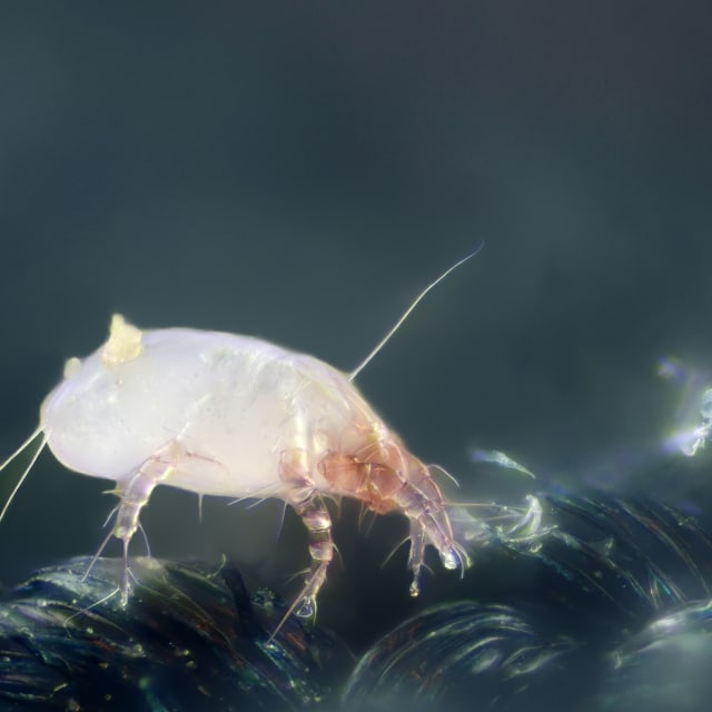 Do House Dust Mite Bite?