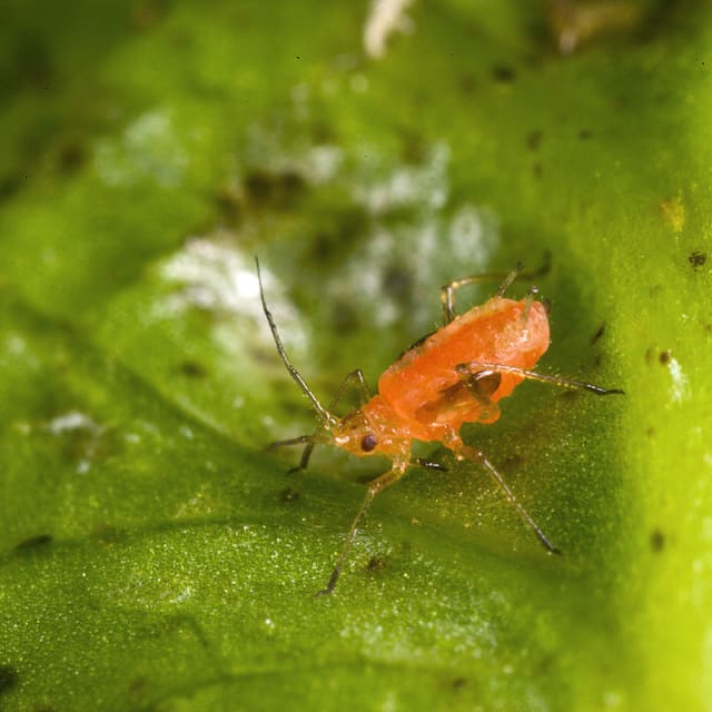 Currant-lettuce Aphid (Nasonovia ribisnigri)