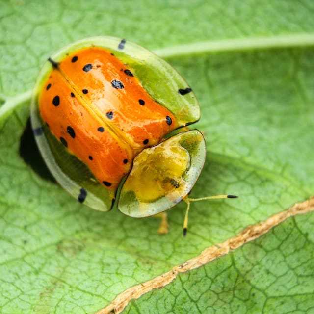 Do Tortoise Beetle Bite?