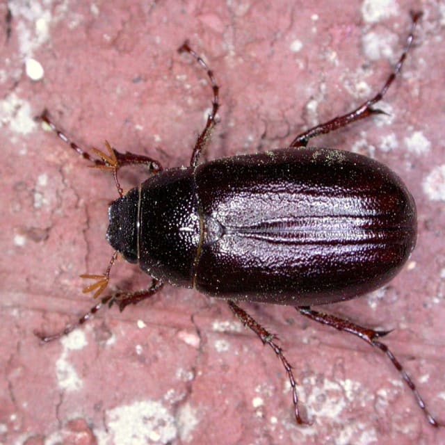 June Bug (Phyllophaga spp.)