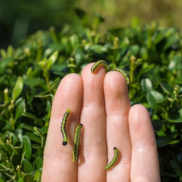 Boxwood Borer (Cydalima perspectalis)