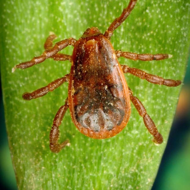 Brown Dog Tick (Rhipicephalus sanguineus)