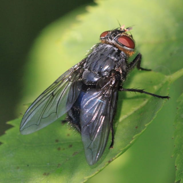 Bluebottle (Calliphora vomitoria)