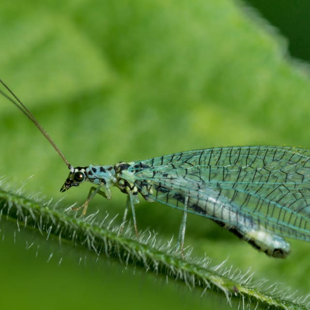 Lacewing (Chrysopidae)