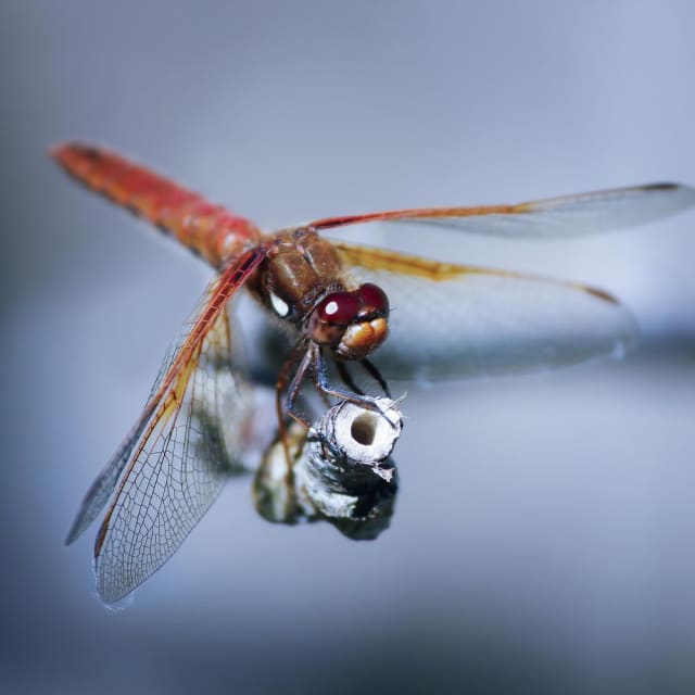Dragonfly (Anisoptera)