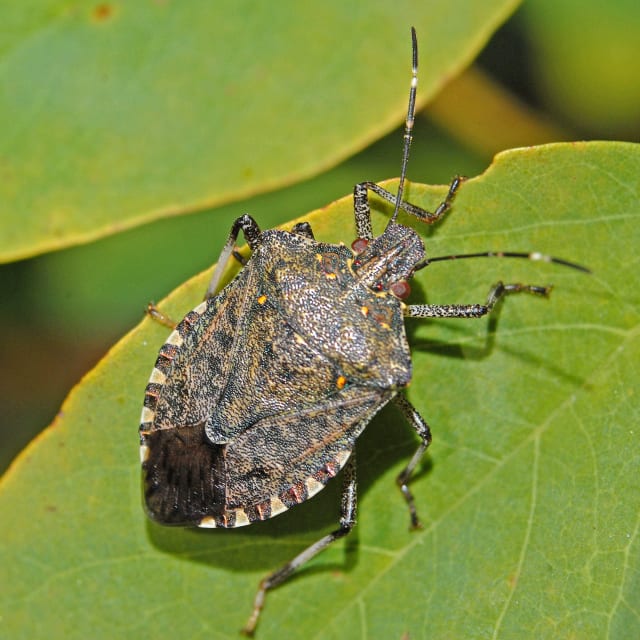 Brown Marmorated Stink Bug (Halyomorpha halys)