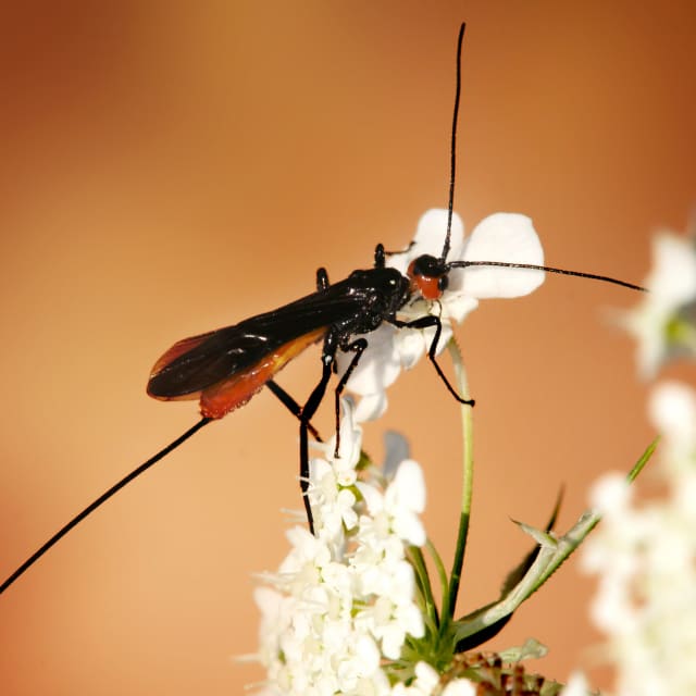 Do Braconid Wasps Bite?