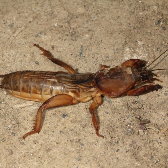 Common Mole Cricket (Gryllotalpa brachyptera)