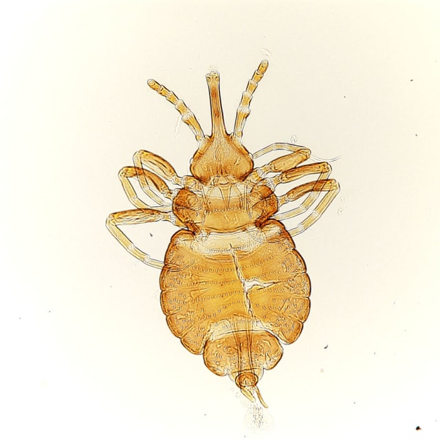 Mallophaga (Mallophaga)