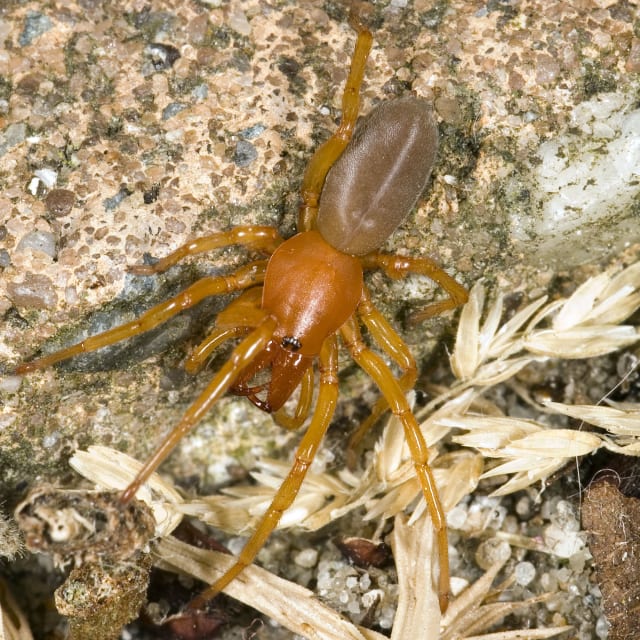 Woodlouse Spider (Dysdera crocata)