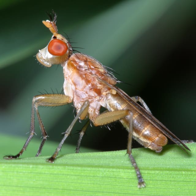 Snail Killing Flies (Sciomyzidae)