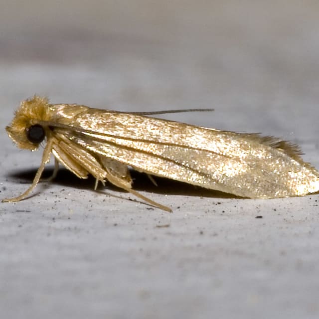 Common Clothes Moth (Tineola bisselliella (Lepidoptera))