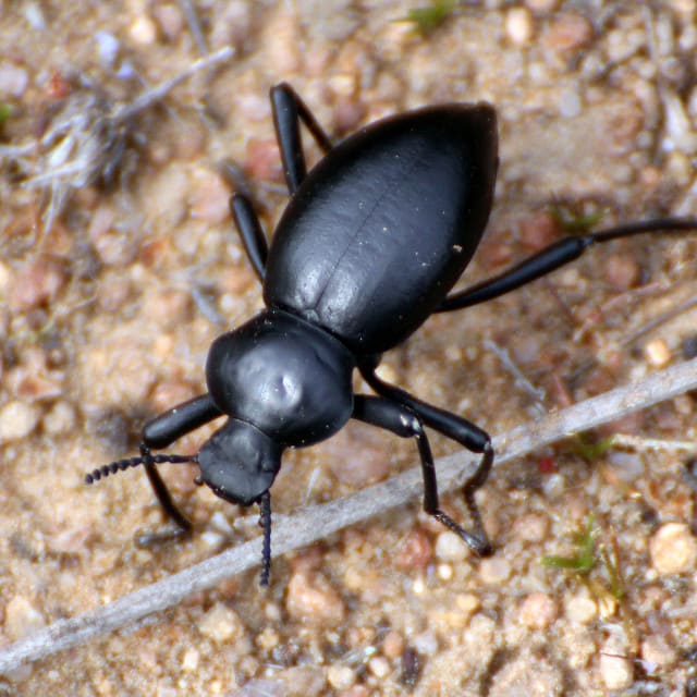 Desert Stink Beetle (Eleodes caudiferus)