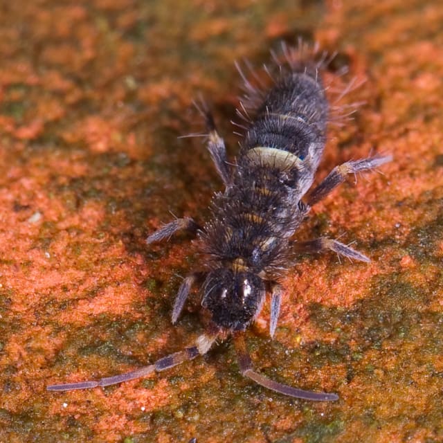 Springtail (Collembola)