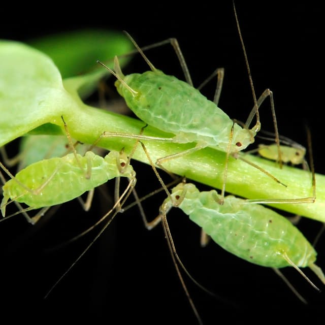 Do Pea Aphid Bite?