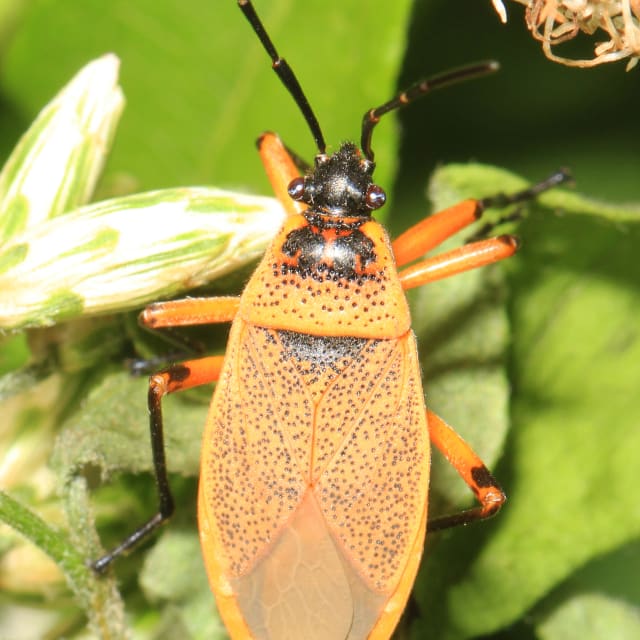 Bordered Plant Bug (Largus succinctus)