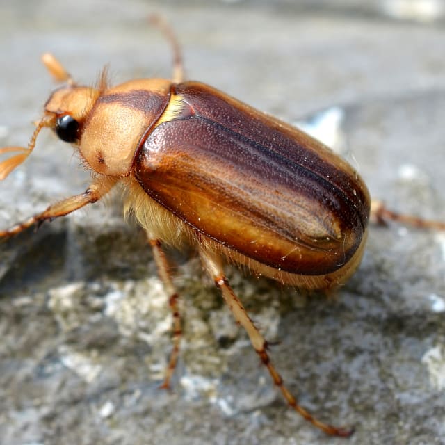 Do European Chafer Bite?