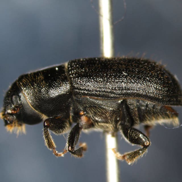 Do Pine Beetle Bite?